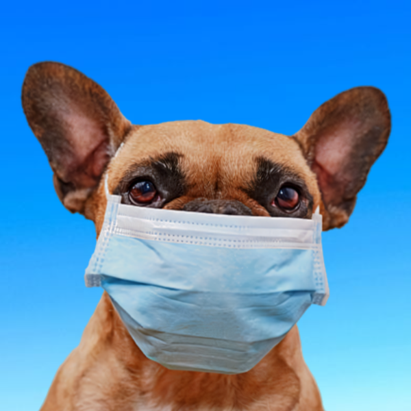 Common Canine Diseases and Health Issues